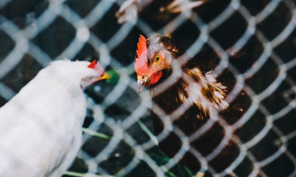 El Programa de Transferencia de Tecnología de ARNm de la OMS acelera el desarrollo de vacunas contra el H5N1