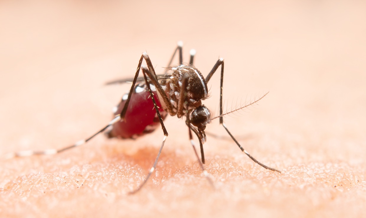 Alerta por el Virus del Nilo Occidental en Sevilla: seis poblaciones en riesgo