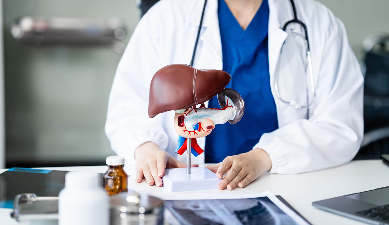 Doctor mostrando una maqueta de un hígado
