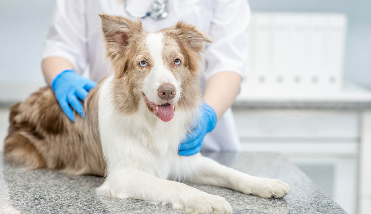 Perro en el veterinario