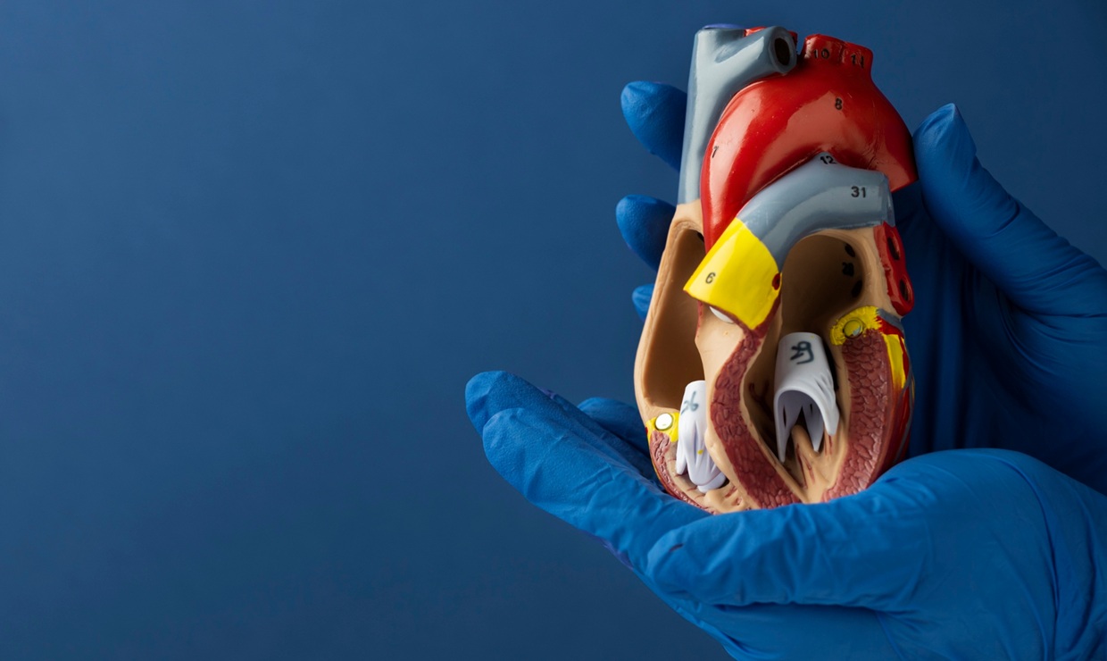 Desarrollan un parche de células madre que regenera los tejidos cardíacos dañados
