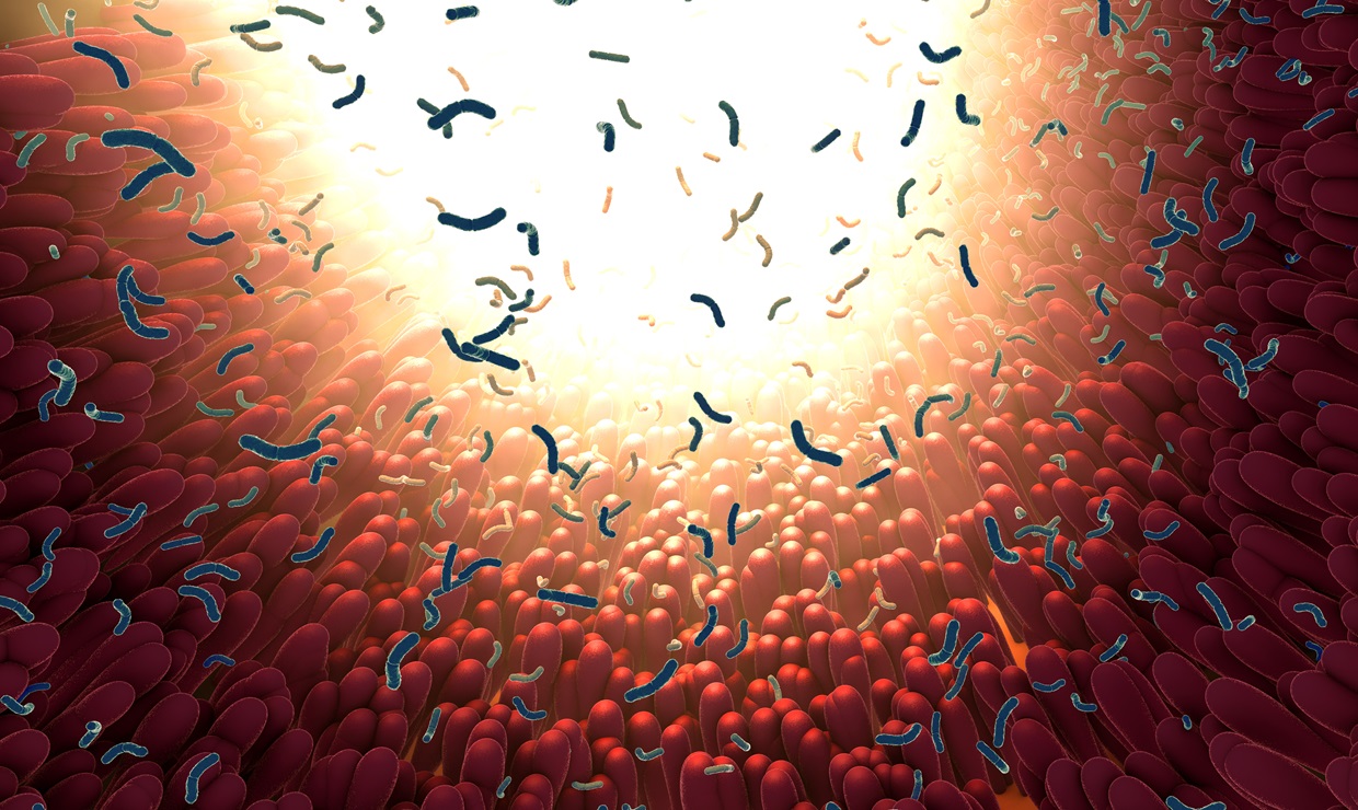 La microbiota intestinal clave para regular el estrés