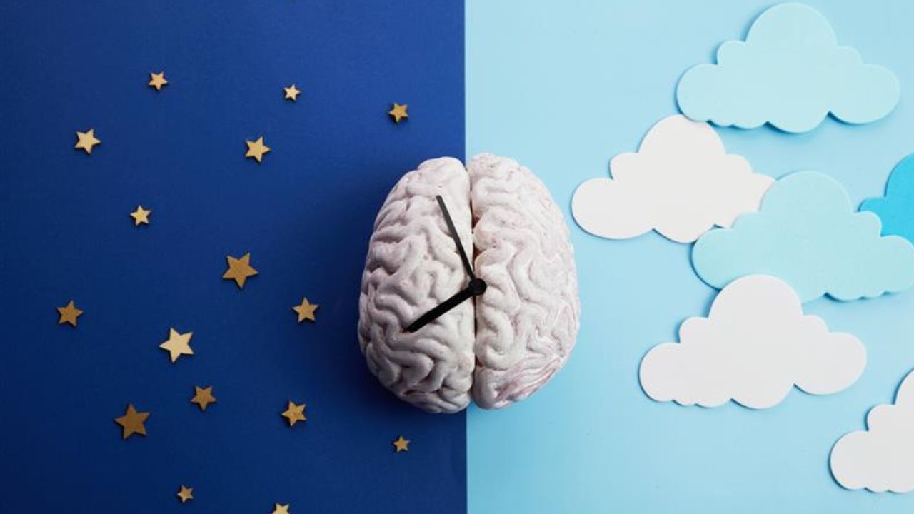 La melatonina y el cortisol, claves en el ciclo sueño-vigilia y los ritmos circadianos