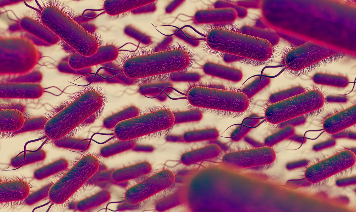 Comprender el metabolismo de los macrófagos: clave contra resistencias antimicrobianas y nuevas vacunas