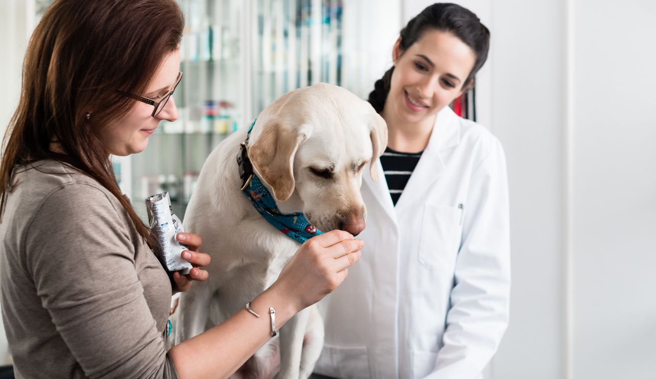 Implementar la categoría de salud animal en la farmacia, ¿qué debo tener en cuenta antes de empezar?