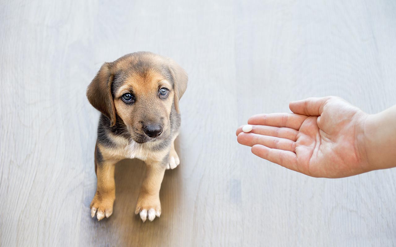 Medicamentos para mascotas