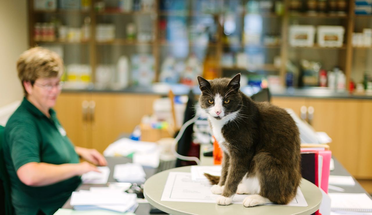 Categoría de Salud Animal en farmacia: consejos para su implantación