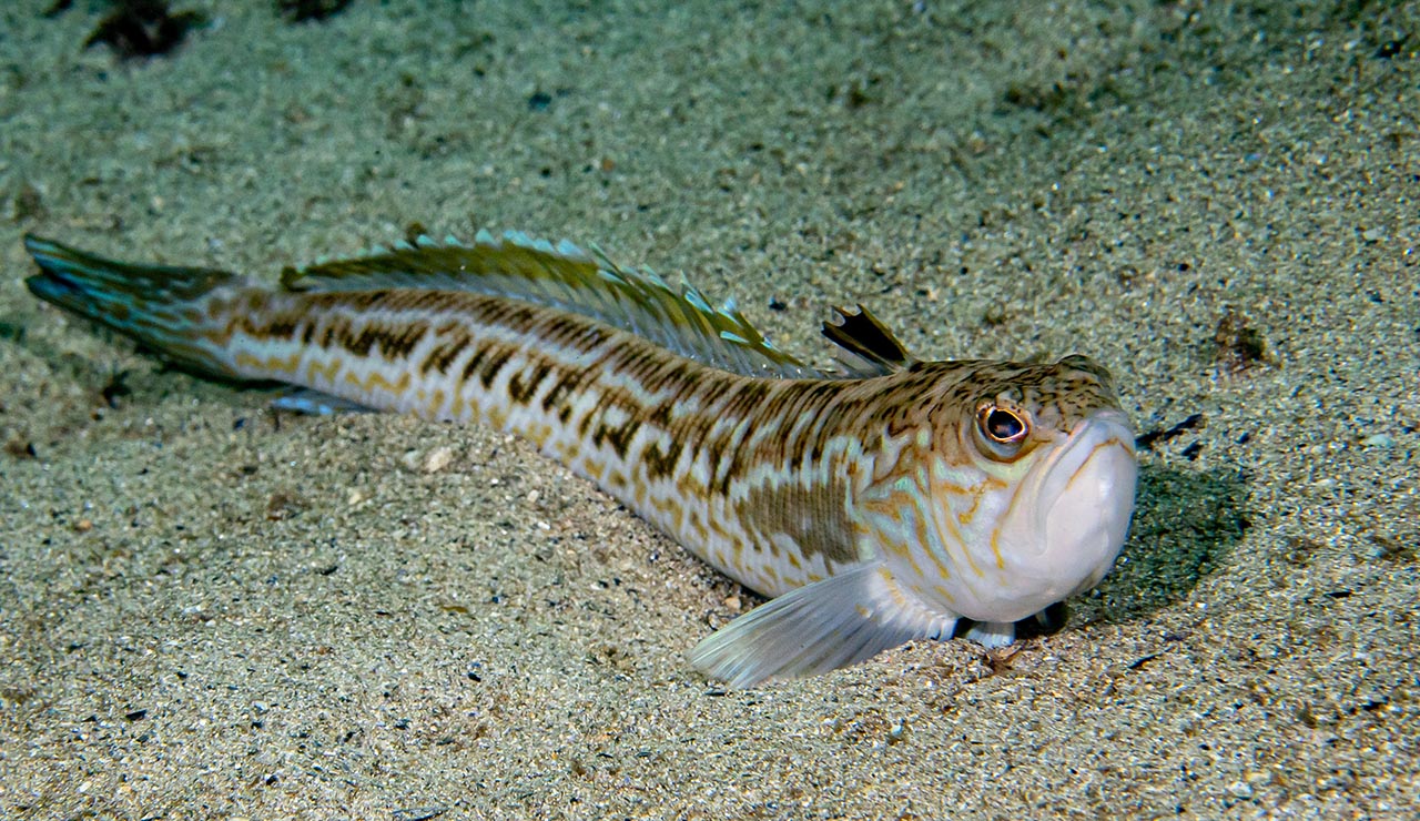 pez arña en la arena de la playa
