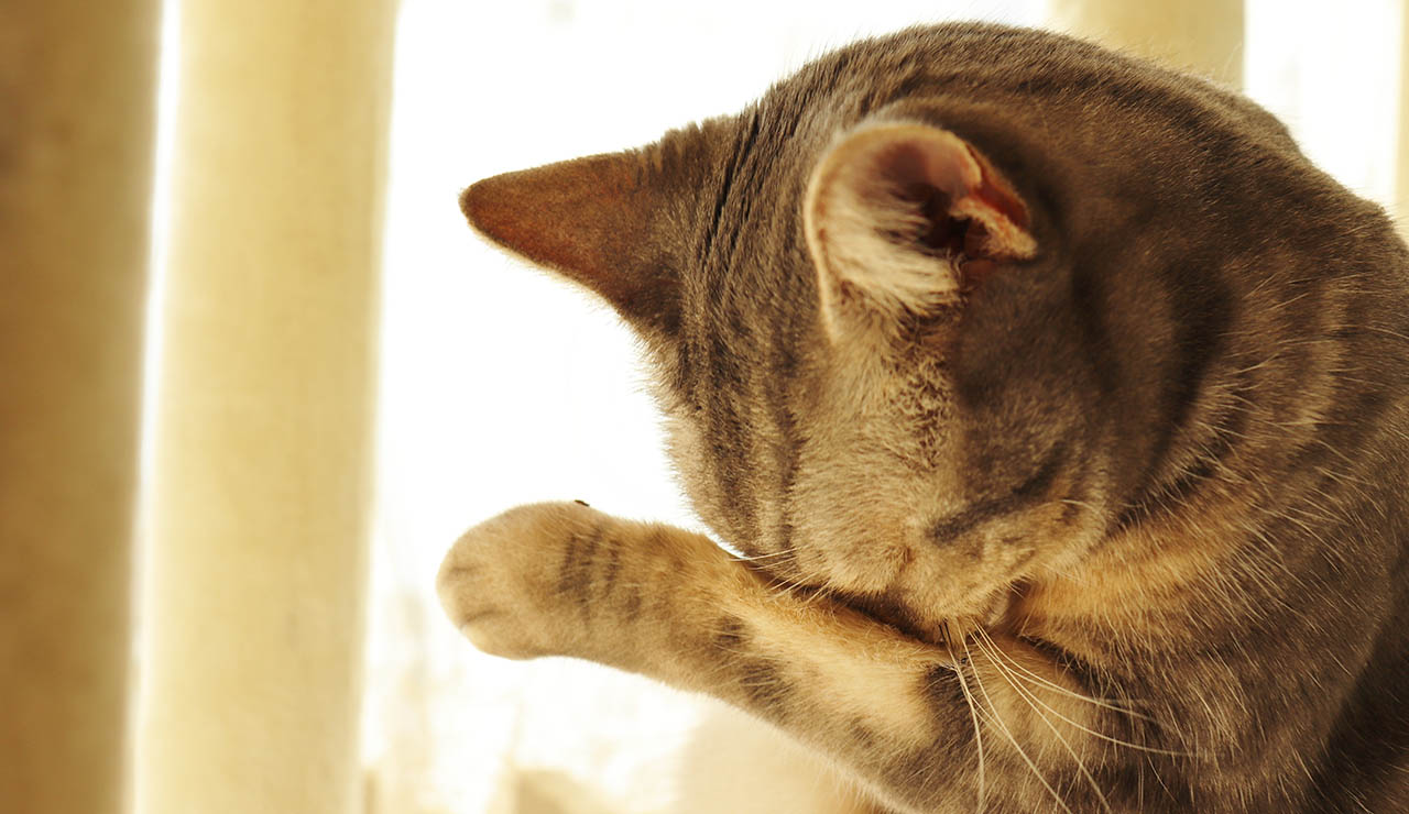 Gato limpiándose la cara