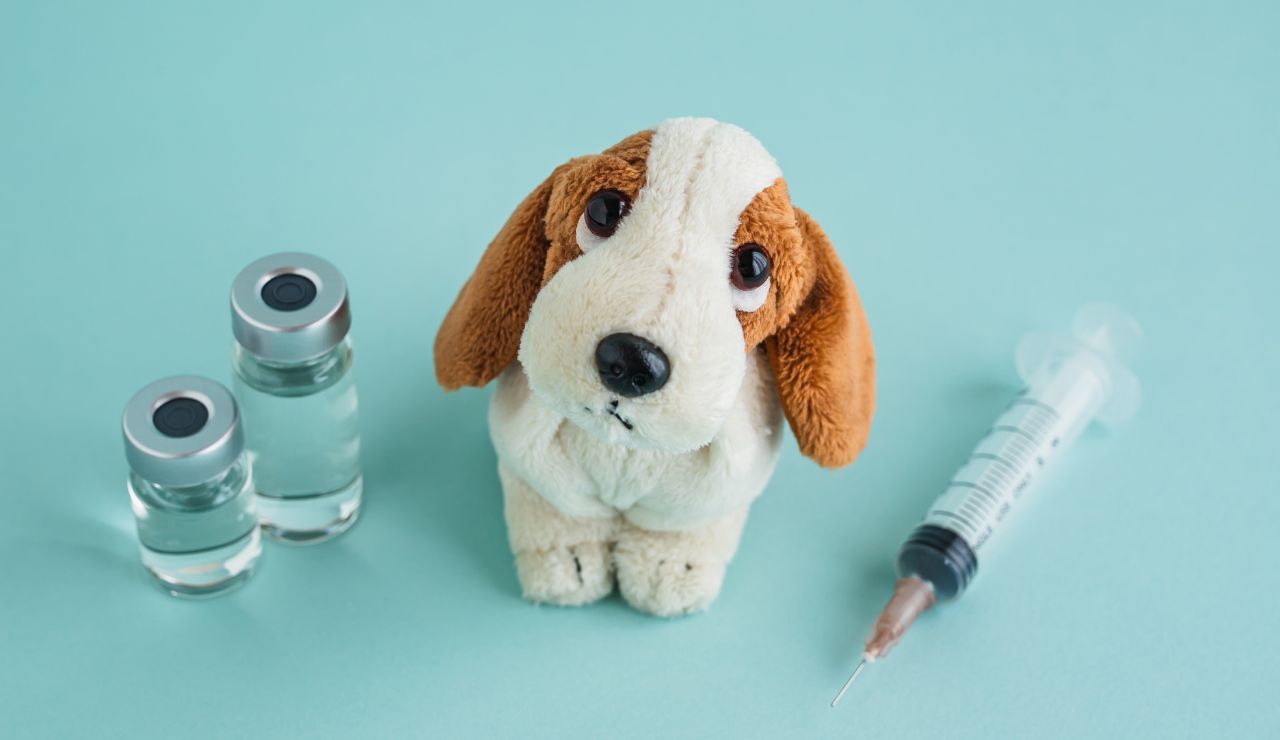 La leishmaniosis podría tener sus días contados