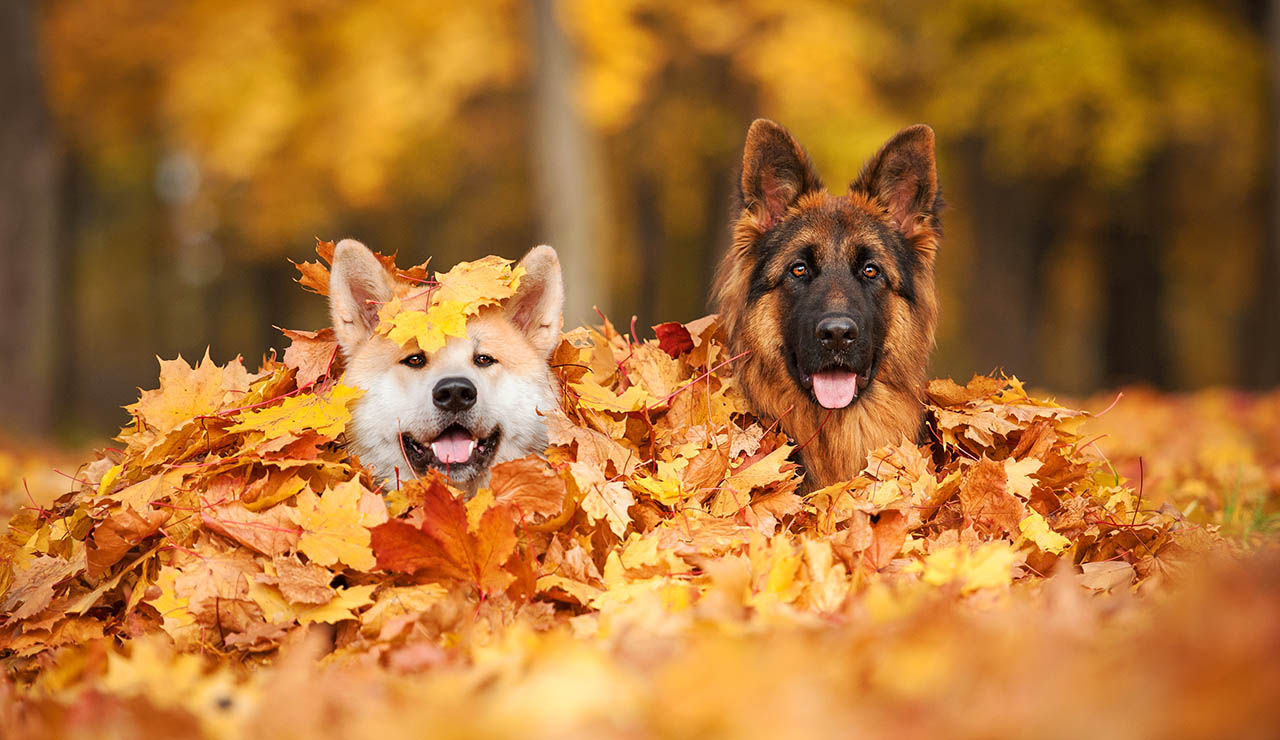 Perros entre las hojas del otoño