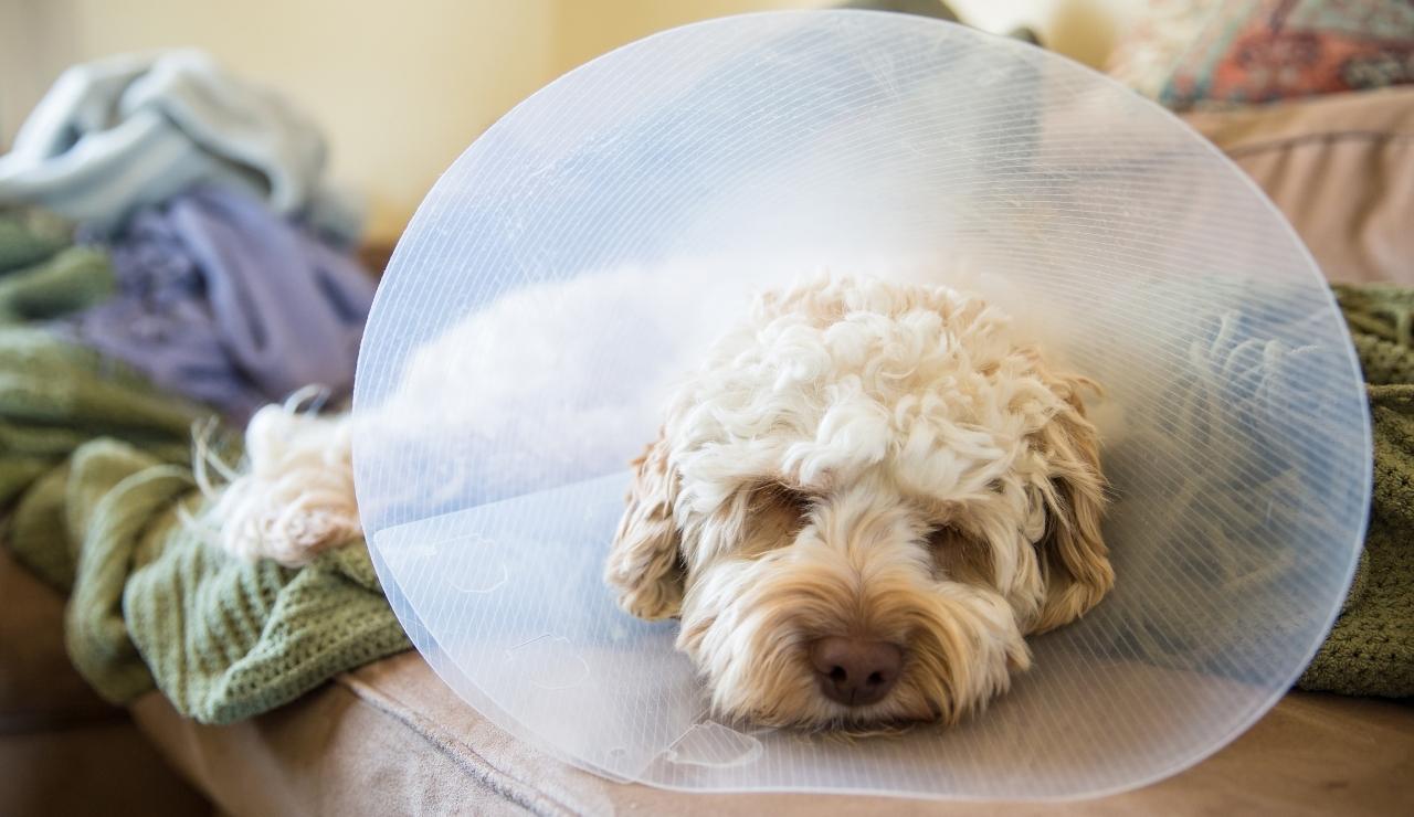 ¿Cómo cuidar de tus mascotas tras una operación?