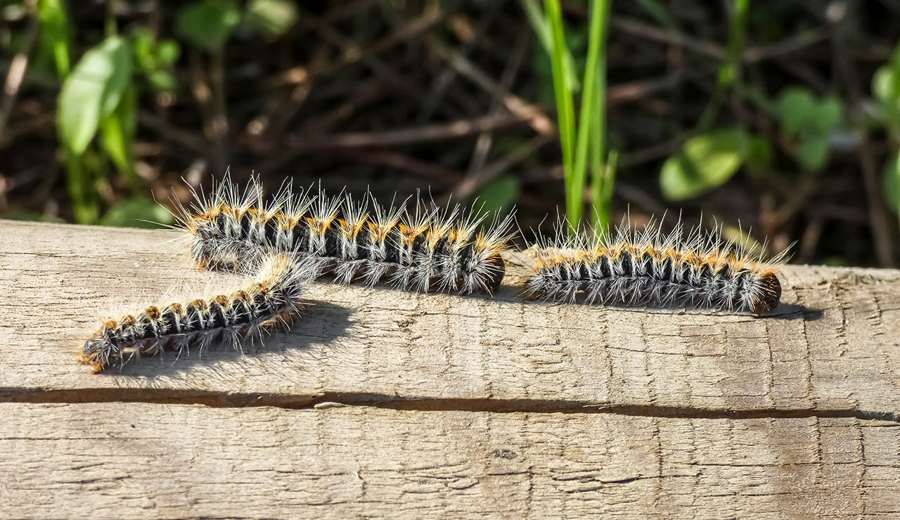 oruga procesionaria