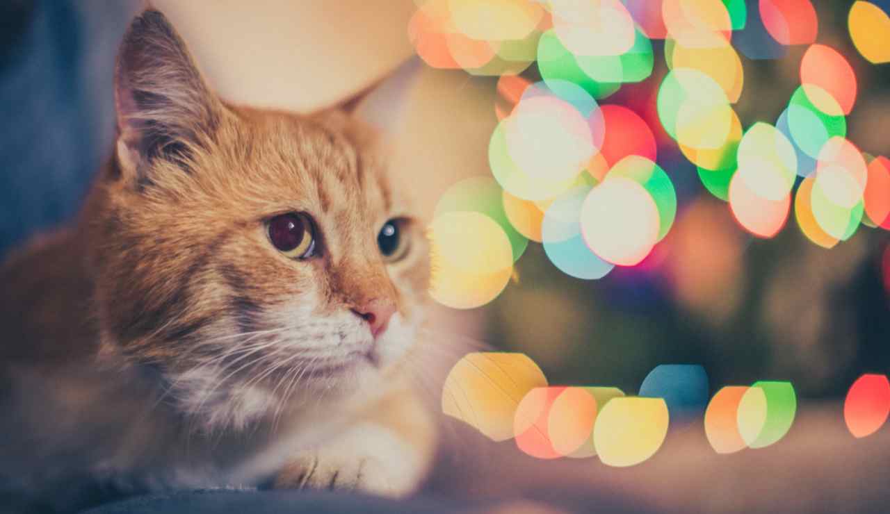 Peligros para tu mascota esta Navidad