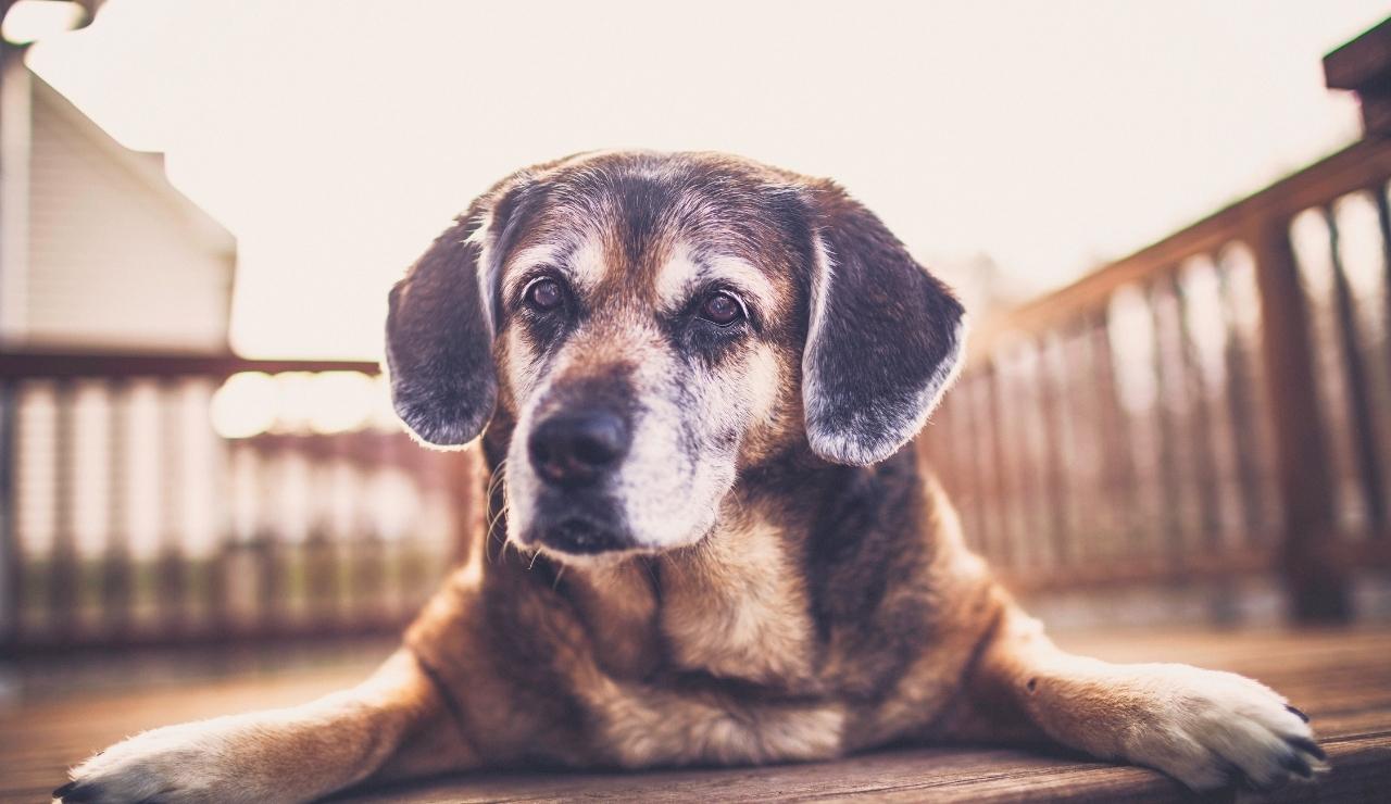 Precauciones y cuidados de un perro senior