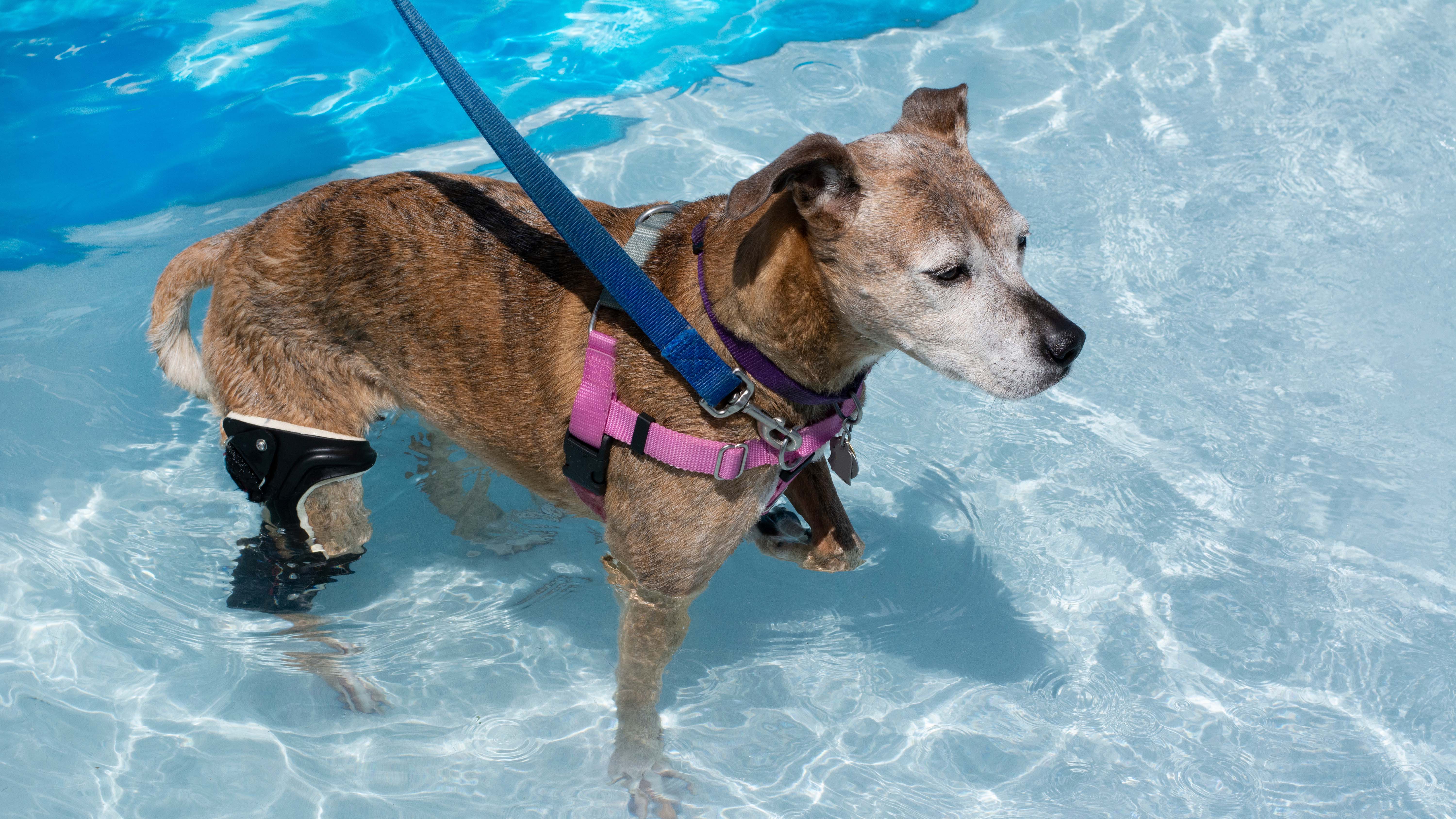 Perro haciendo rehabilitación