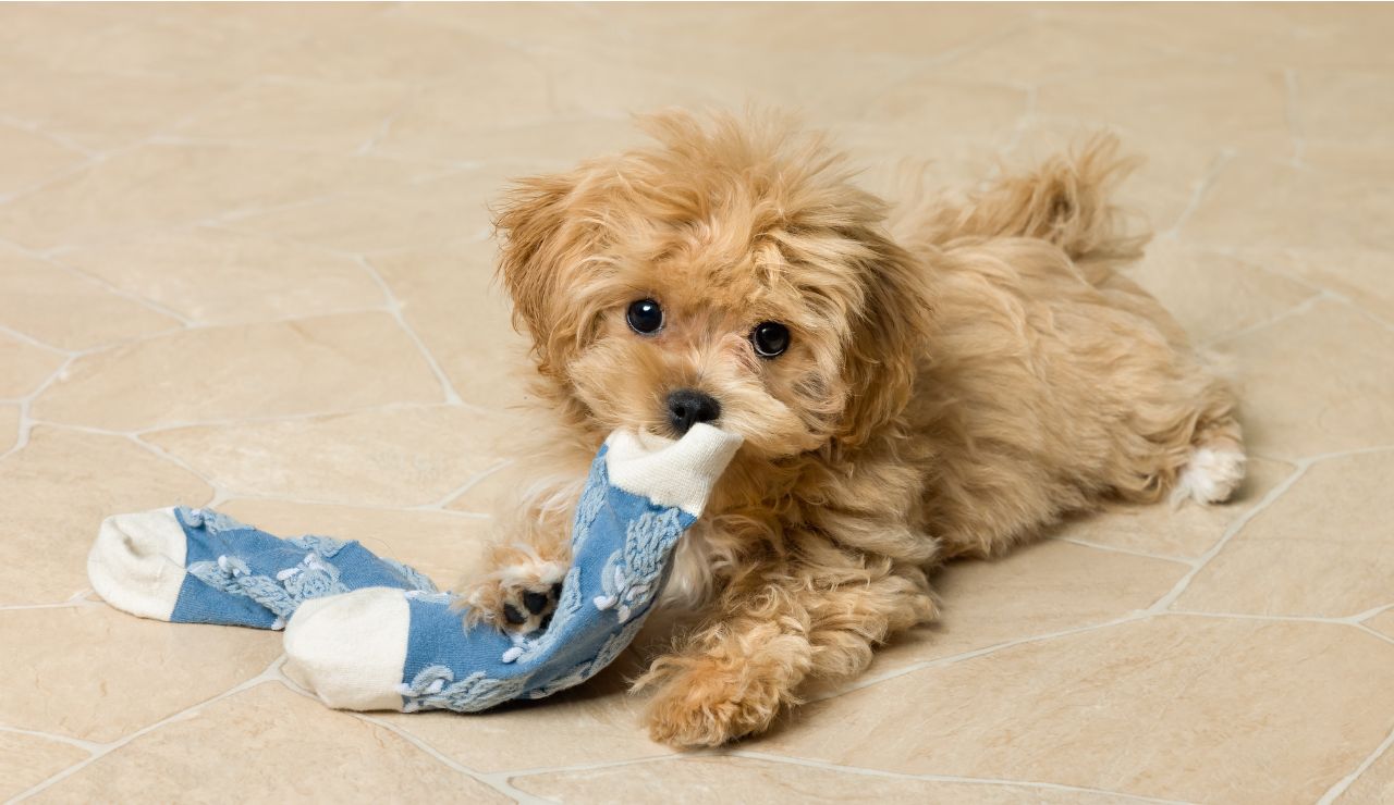 ¿Por qué mi perro come cosas que no debería?