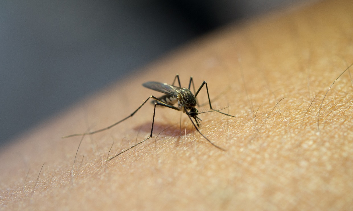 El virus Oropouche: una amenaza emergente en España y Europa