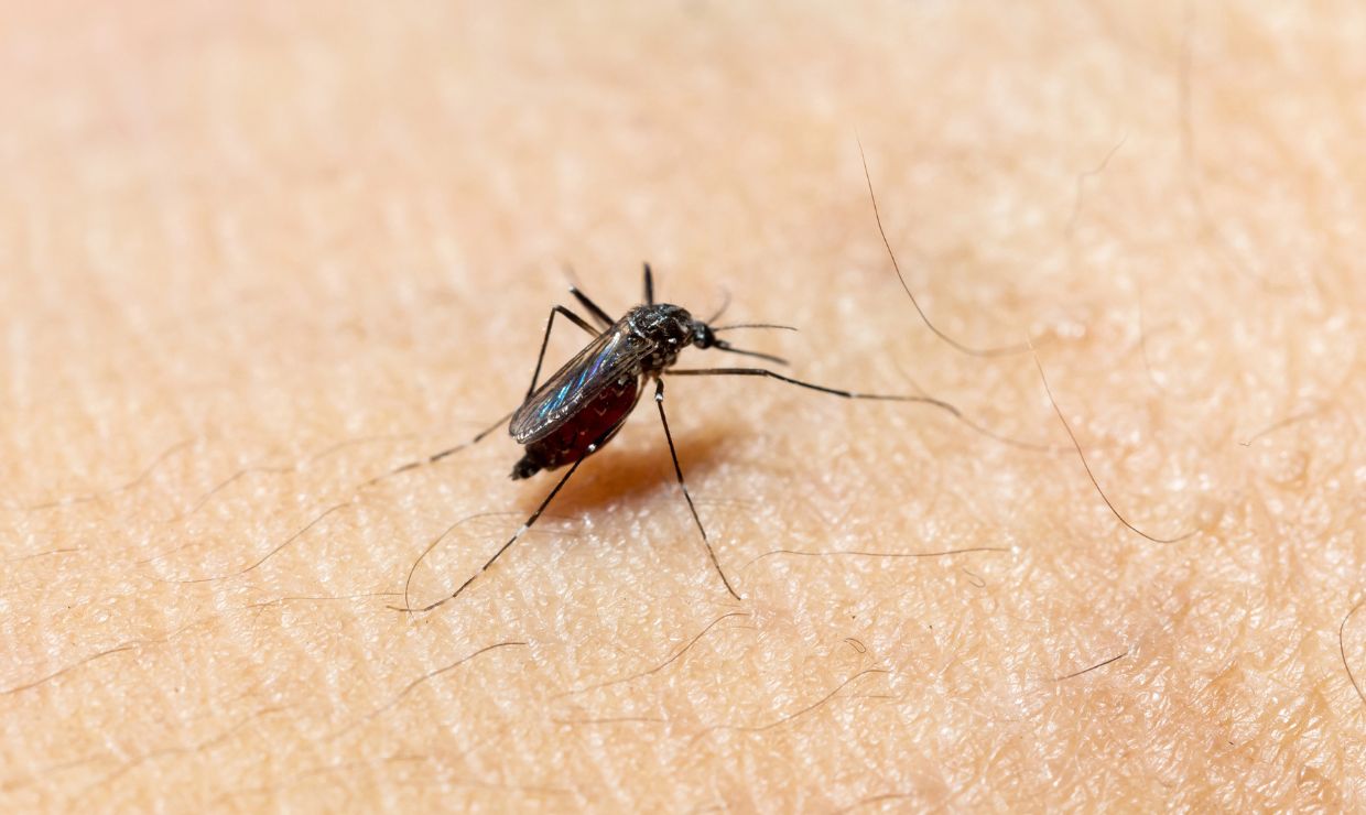 Detectan por primera vez el virus Sindbis en mosquitos en España