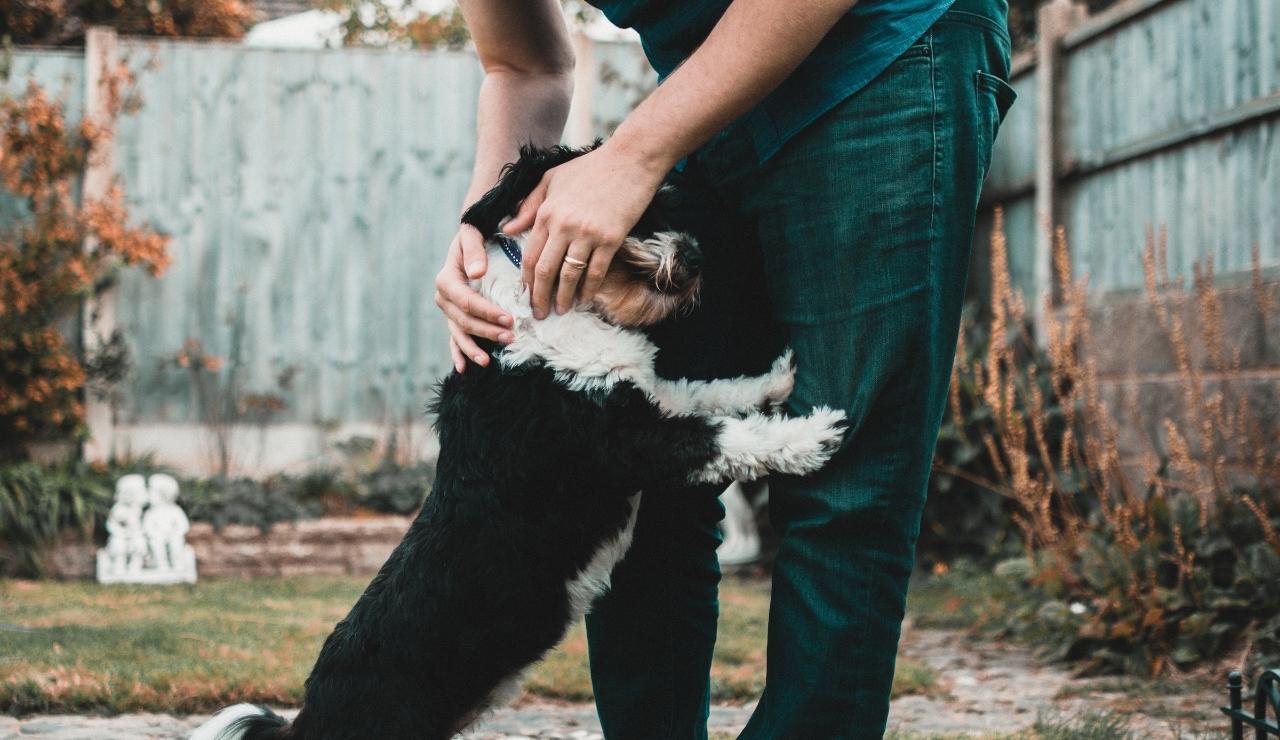 Con el Boom de las mascotas llega el auge del 'Pet Tech'