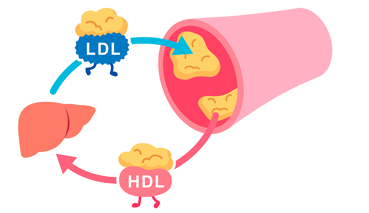Colesterol HDL y LDL