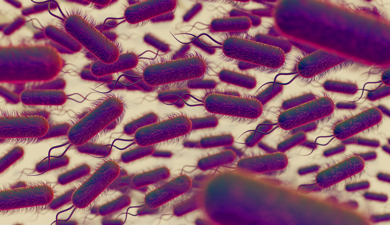 principal vibrio