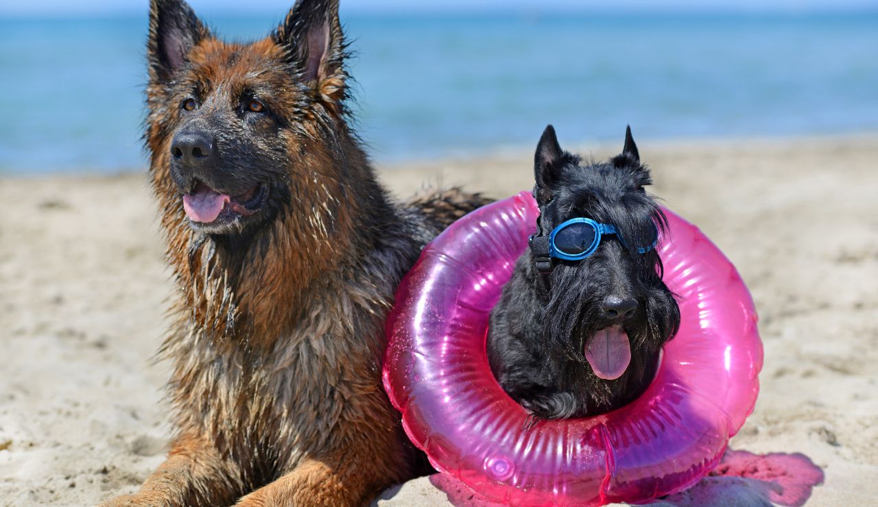 Consejos para ir a la playa con tu perro 