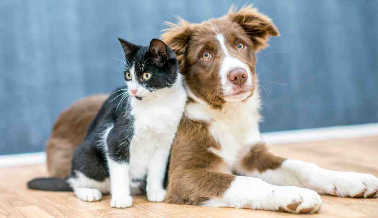 Esterilización en mascotas