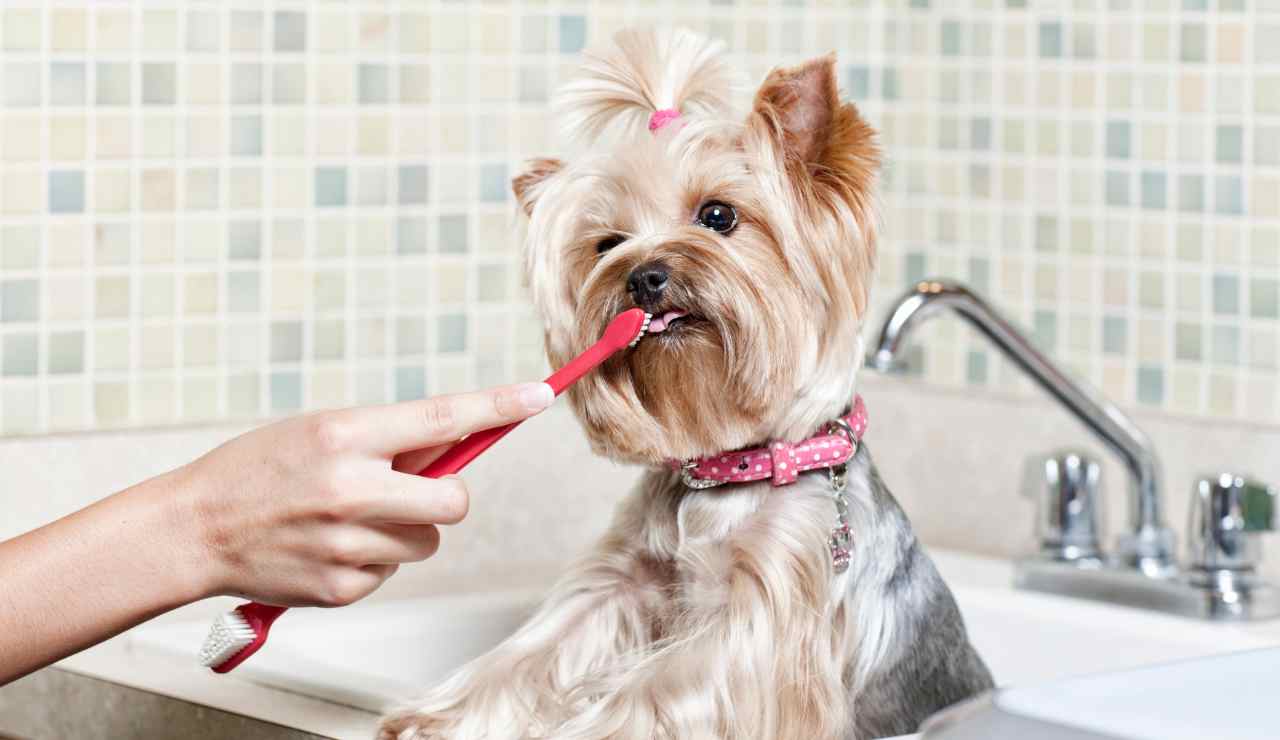 Cuida la higiene bucal de tu mascota