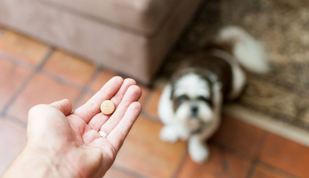 Mascota paracetamol