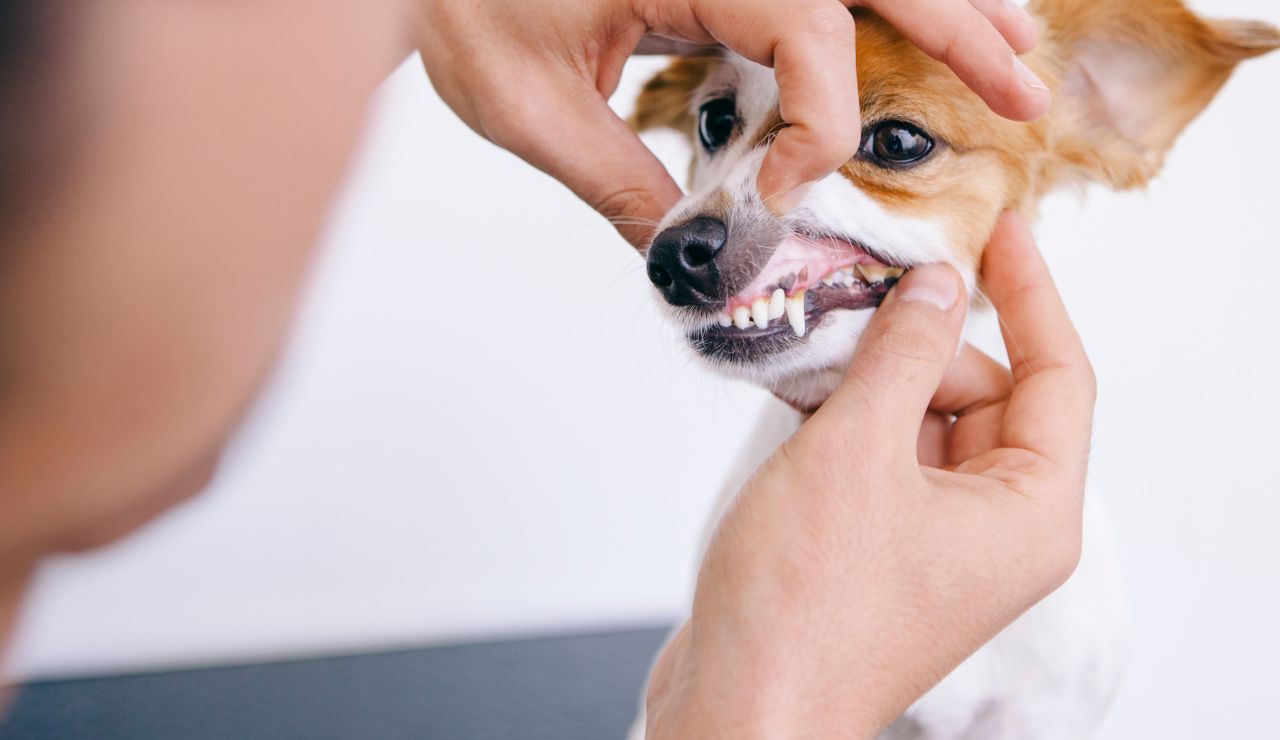 Cómo realizar una revisión casera a nuestro perro 