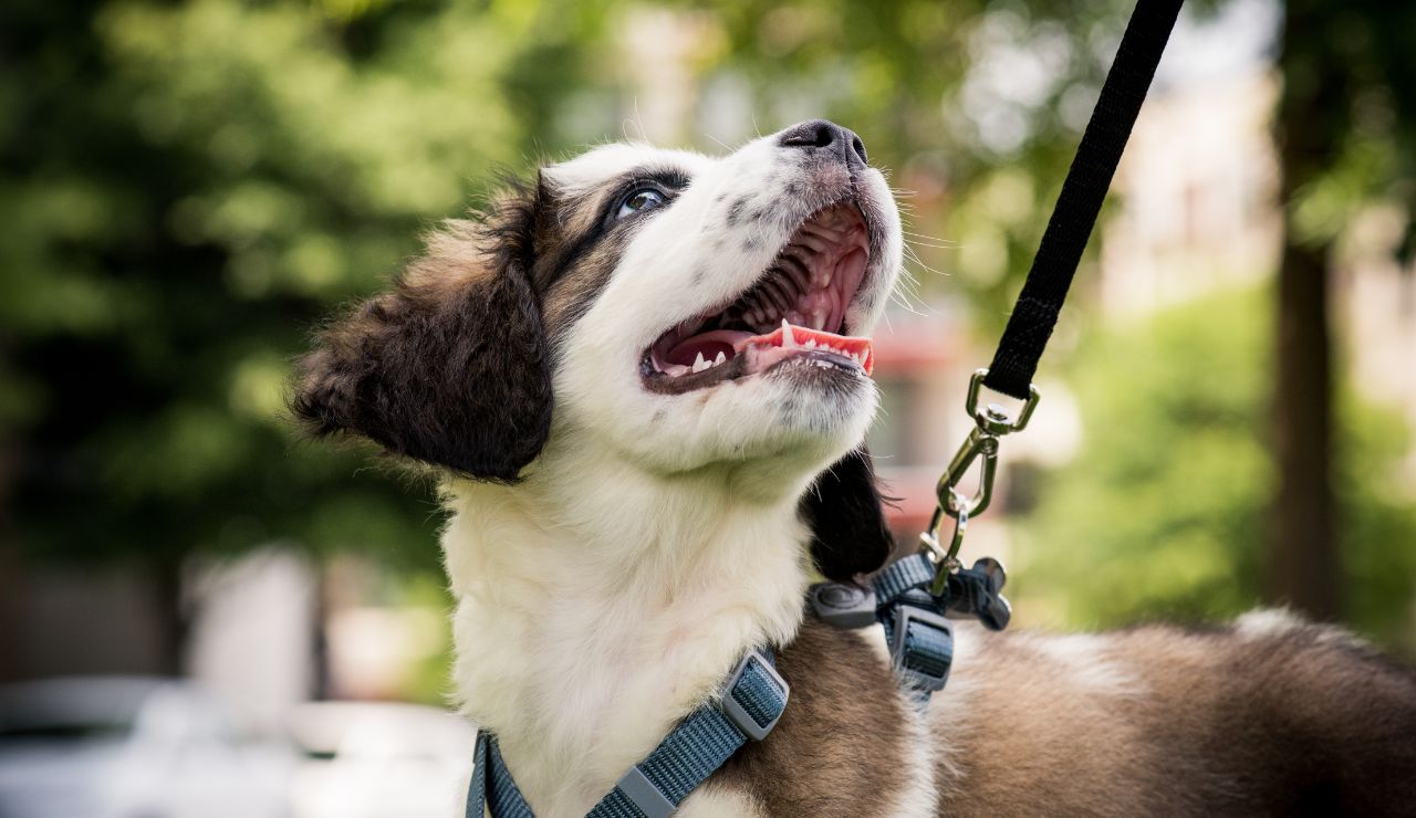 Consejos para sacar a nuestros perros con la llegada del buen tiempo