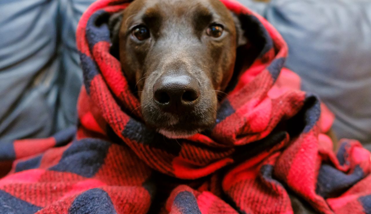 Cuida de tus mascotas con la llegada del frío