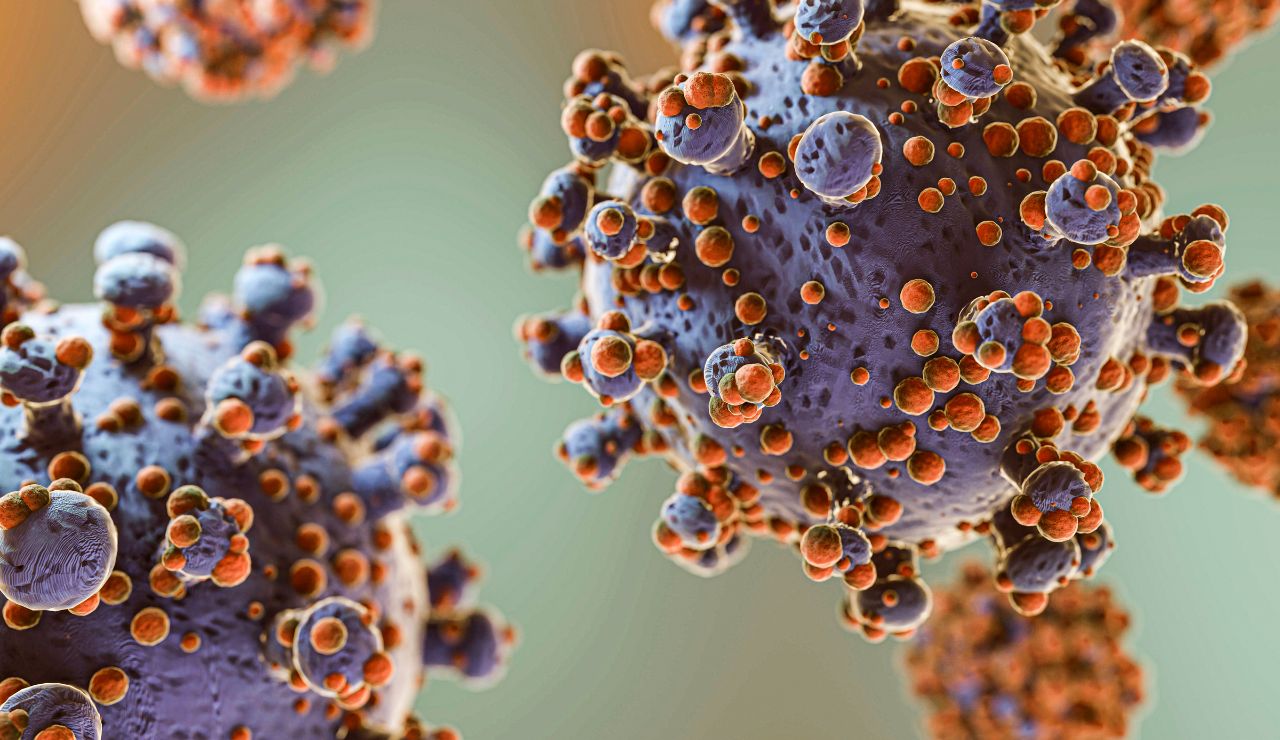 hantavirus