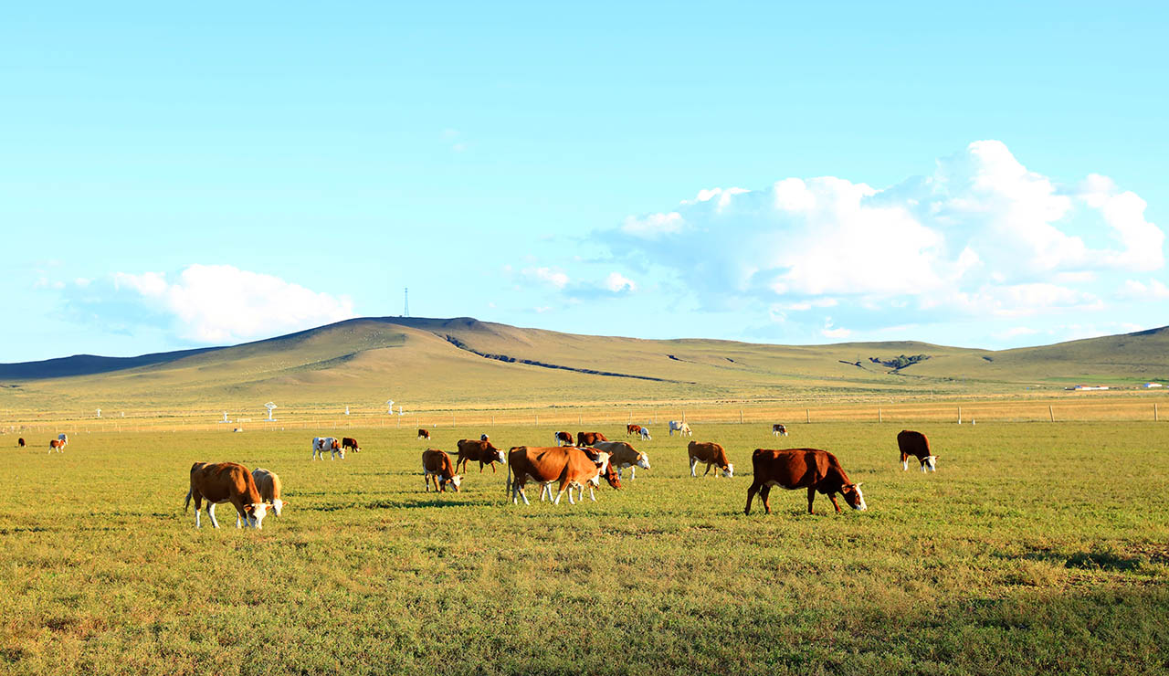 Vacas pastando